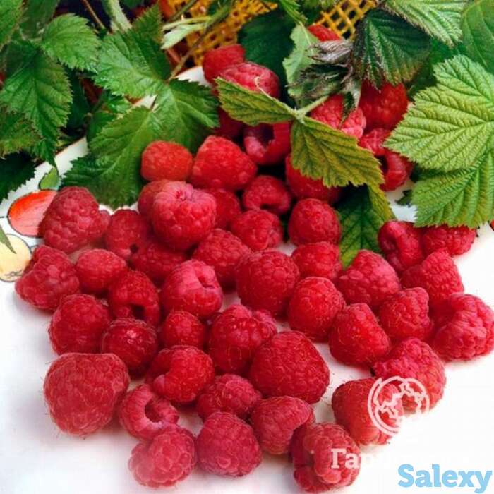 Малина Барнаульская, фотография 1