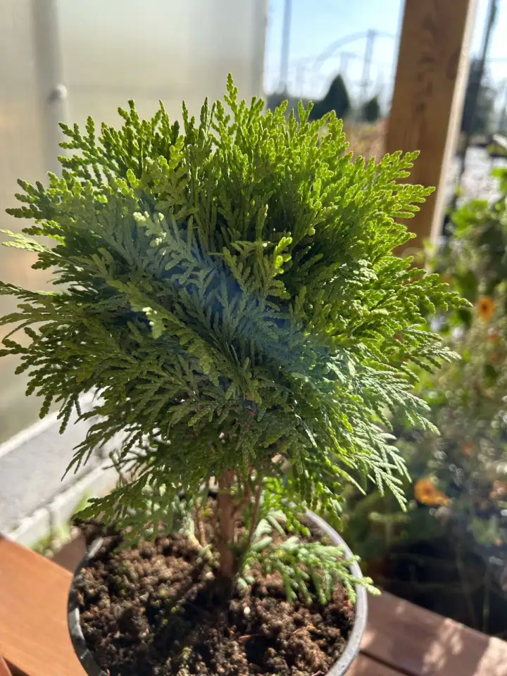 Туя Тини Тим,Мириам,Даника, фотография 3