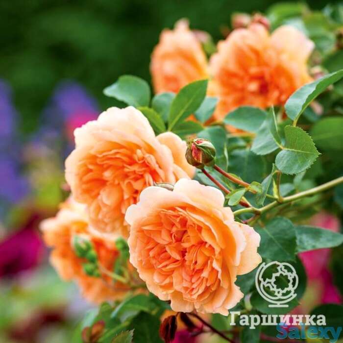 Роза дама джуди денч, д.остин кустарниковая, фотография 1