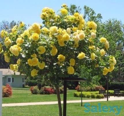 Саженцы роз ( штамбовые). Сербия, фотография 1