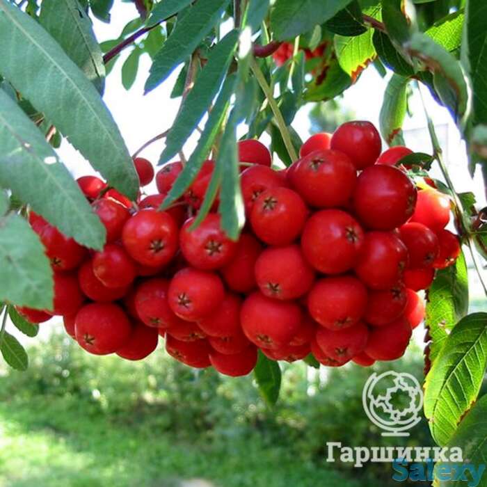 Рябина Моравская, фотография 1