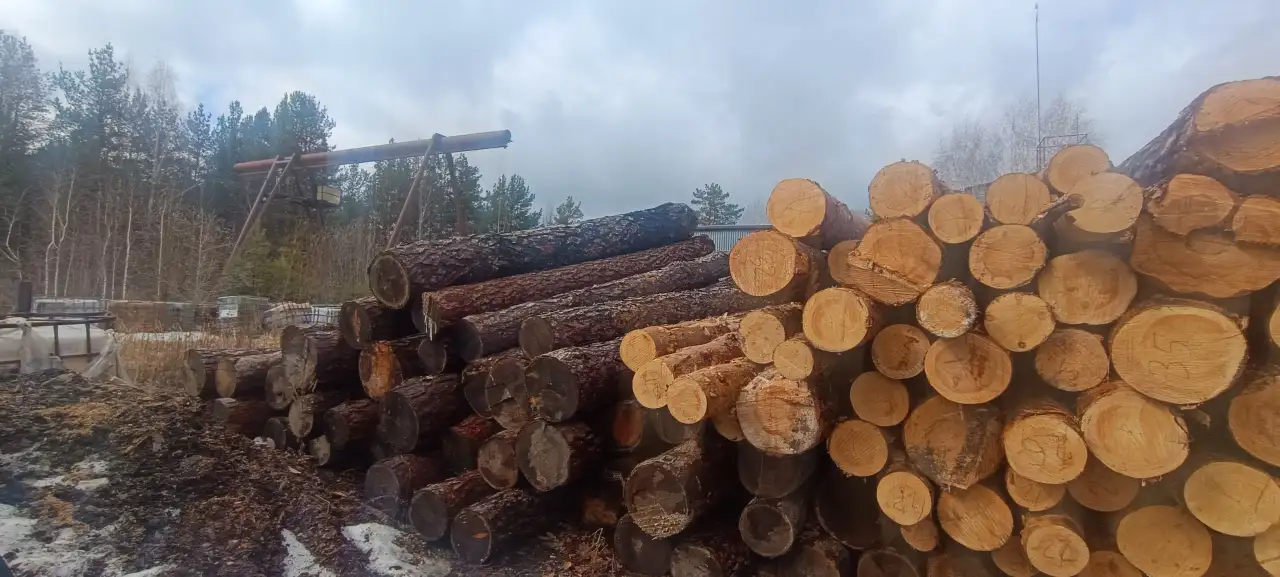 продажа лиственницы и сосны, фотография 1