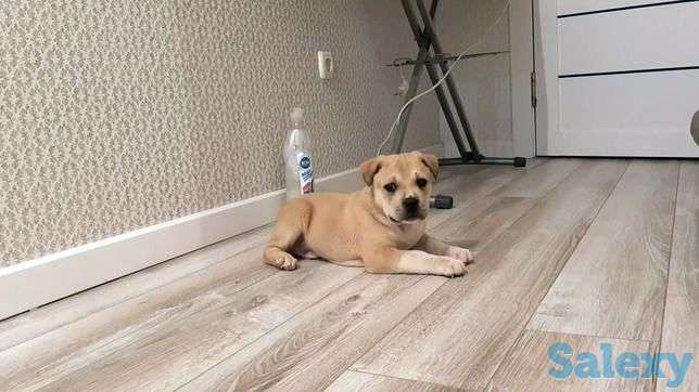 Продается питбуль щенок(мальчик), фотография 1