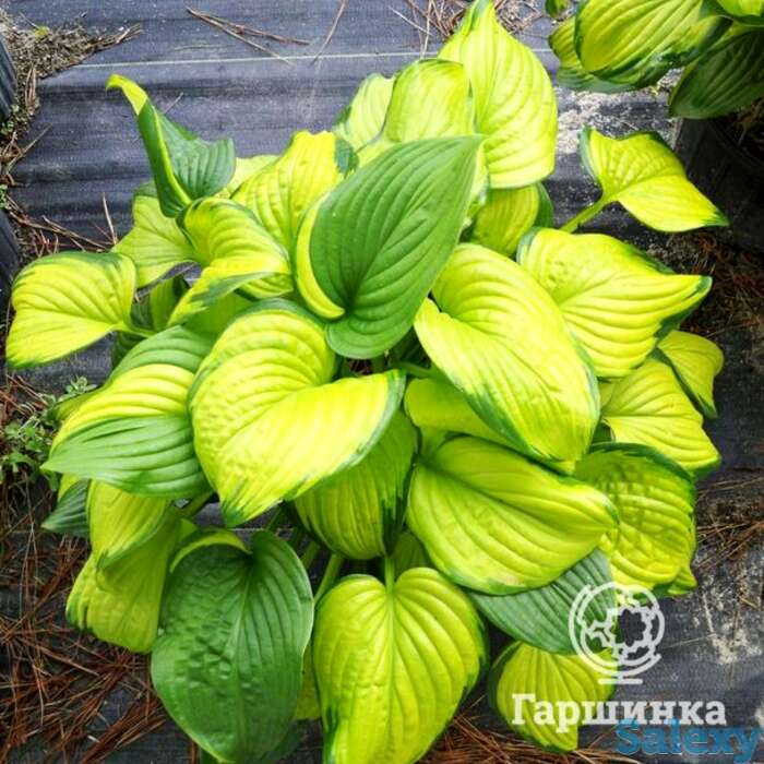 Хоста Стеэнд Гласс (M), фотография 1