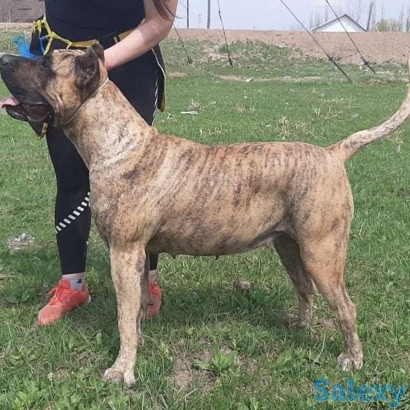 Продам щенков Канарского дога, фотография 1