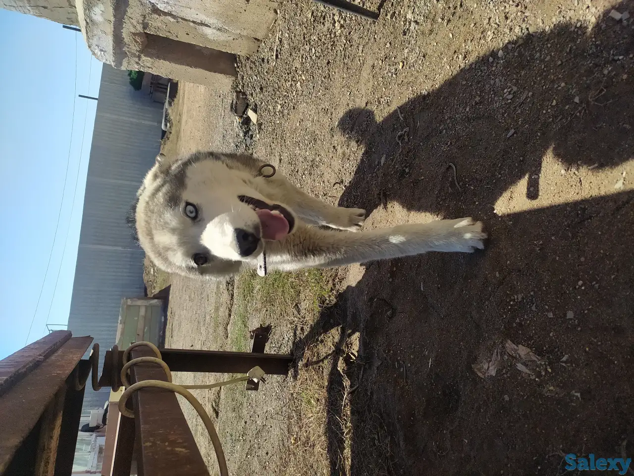 Пропала собака, фотография 3