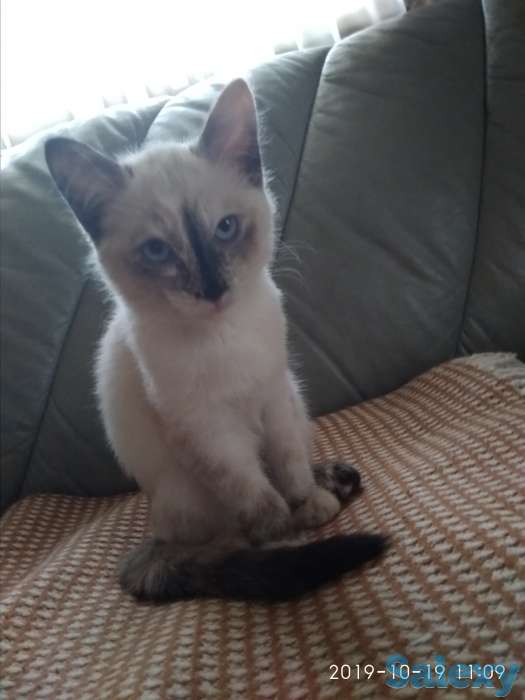 Отдам в добрые руки, фотография 1