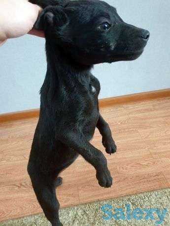 Продам щенков смесь питбуля с овчаркой, фотография 1