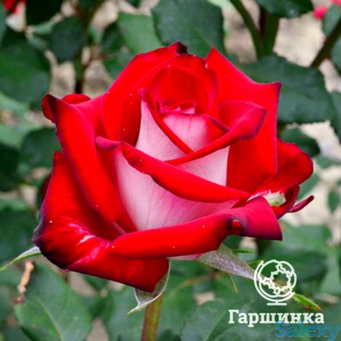 Роза осирия, кордес, фотография 1