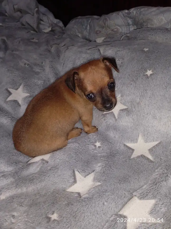 Продается щенок той терьера, фотография 3