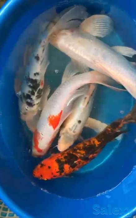 Карпы коя- питомник, фотография 6