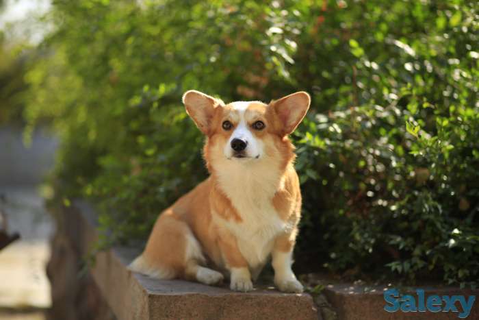 Щикарные щенки Вельш Корги Пемброк, фотография 2