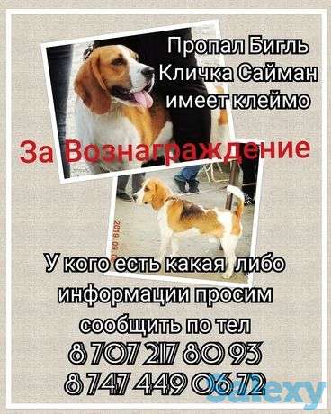 Потерялся Бигль, фотография 1