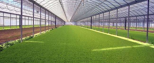 производство и строительство теплиц, фотография 2