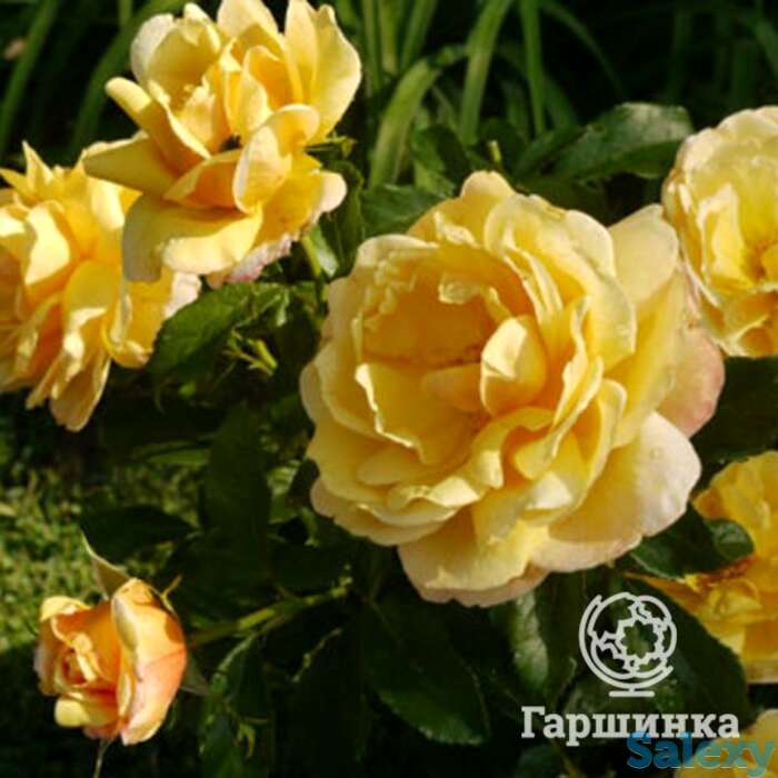 Роза солей вертикаль клим, дельбар, фотография 1