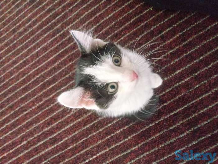 Отдам котят, фотография 1