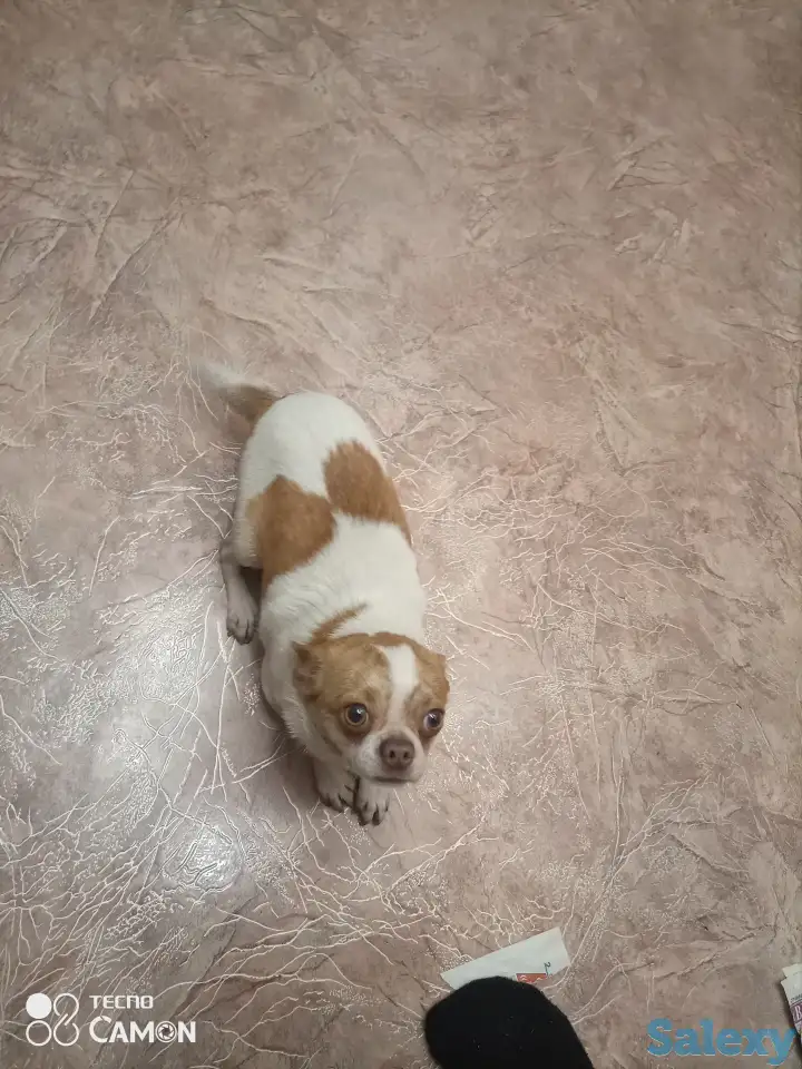 Продаются собаки породы Чихуа,с отличной родословной, фотография 1