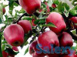 Саженец яблони Ред Делишес ММ 106, фотография 1