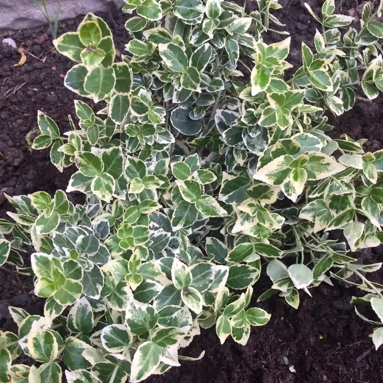 Садовые деревья цветущие и ягодные кустарники цветы многолетки, фотография 9