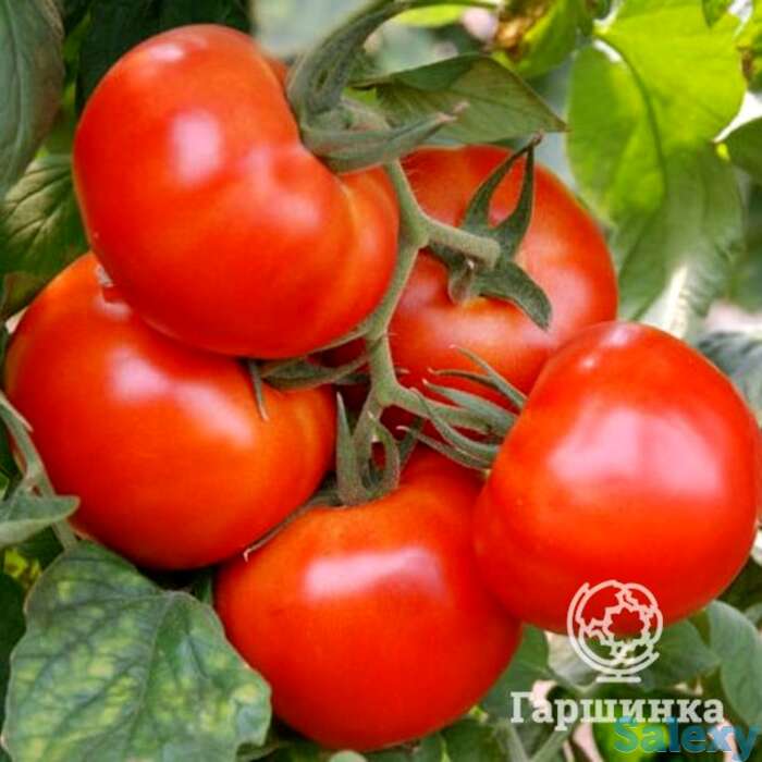 Семена Томат Андромеда, фотография 1