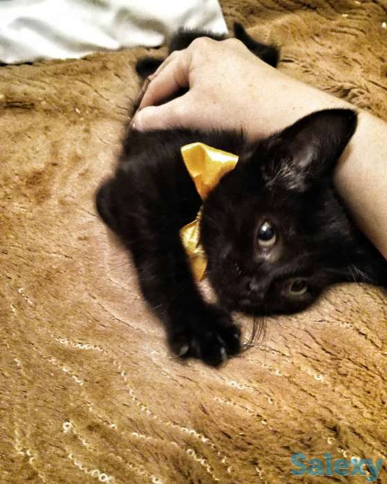 Котенок мальчик, фотография 2