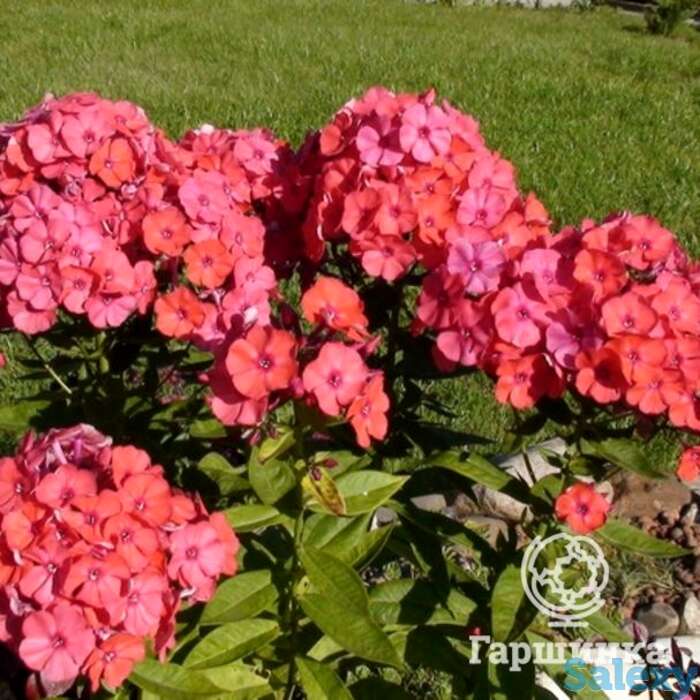 Флокс метельчатый Оранж Перфекшион, фотография 1