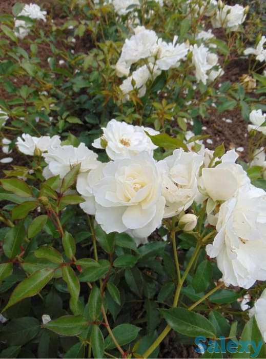 Саженец розы вьющейся и плетистой Сербия, фотография 5