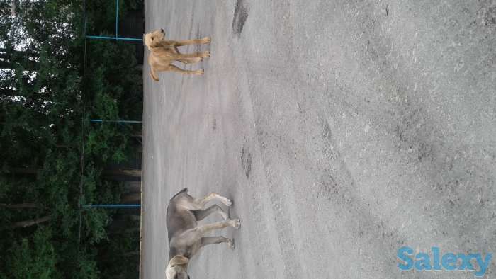 Отдам щенков, фотография 3