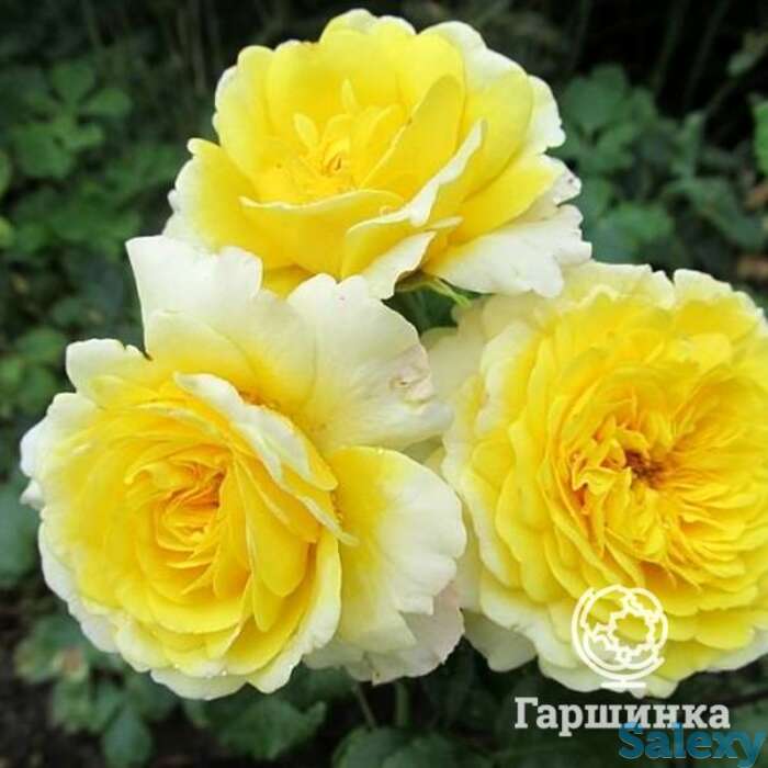 Роза зе сан энд зе харт, харкнесс, фотография 1