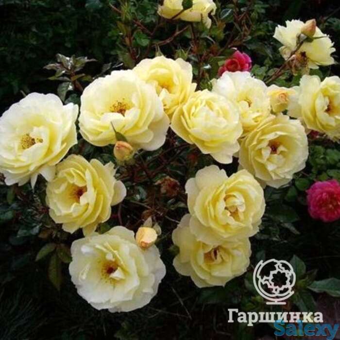 Роза Санни почвопокровная, фотография 1