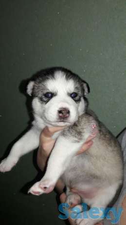 Щенок Сибирской хаски, фотография 1