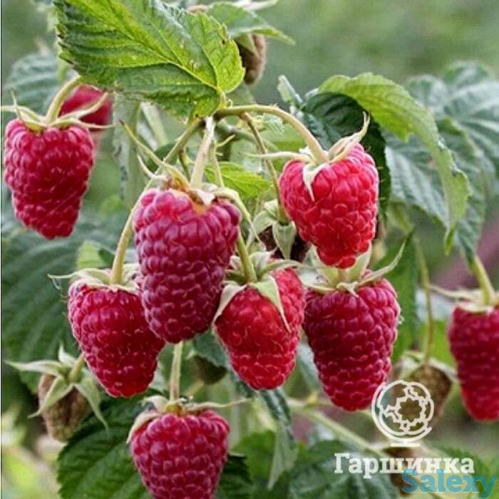 Малина ремонтантная Карамелька, фотография 1