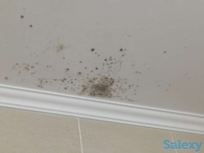 Устранение плесени, грибка и мха, фотография 4