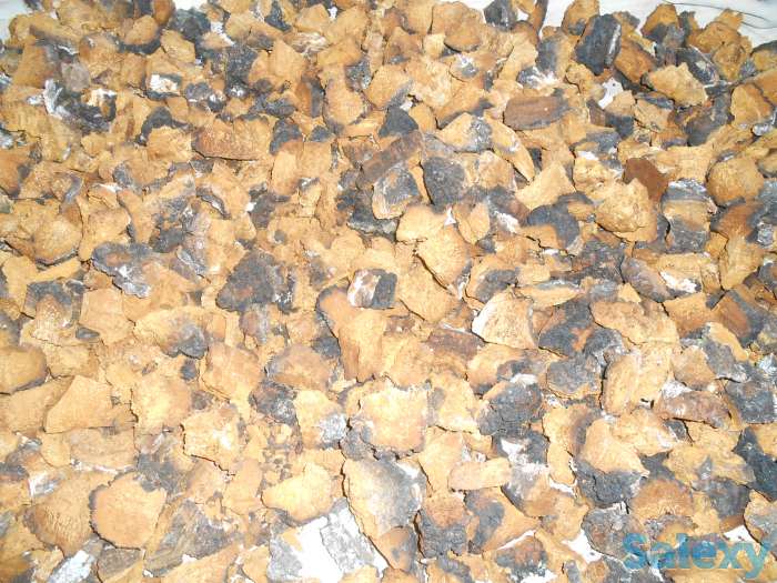 продам чагу, фотография 1