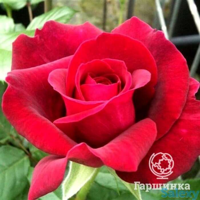 Роза бельвью, топалович, фотография 1