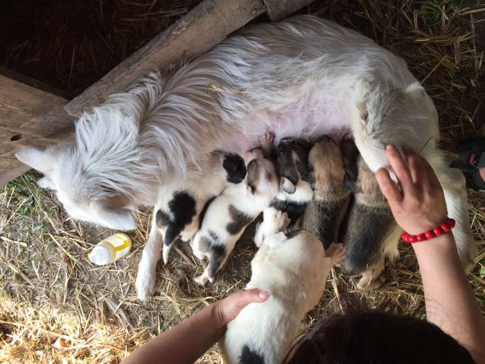 Собаки из приюта  свет надежды, фотография 4