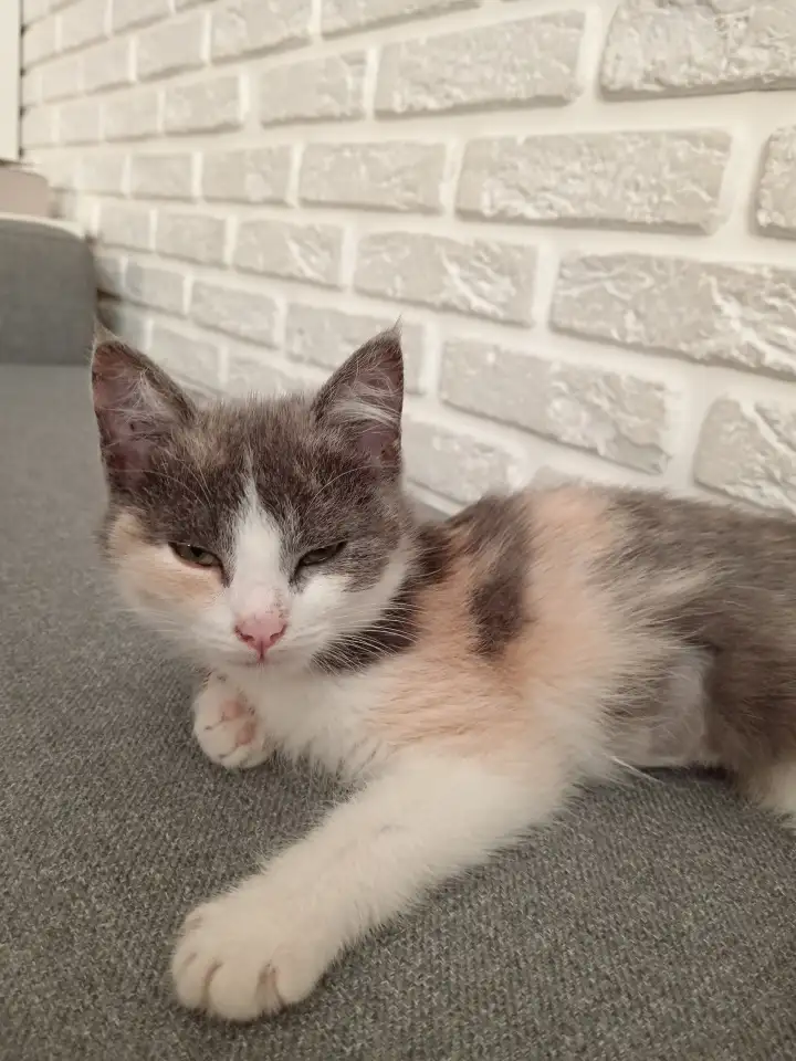 отдам котёнка в хорошие руки, фотография 1