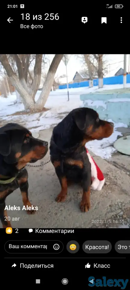 Продам чистокровный щенок ротвейлера мальчик 5,5 месяца., фотография 2