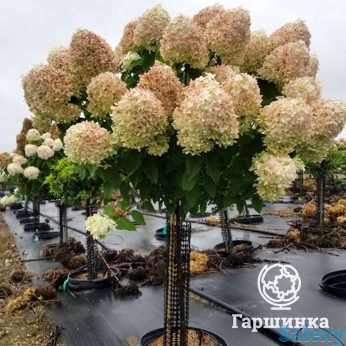 Гортензия коттон крем на штамбе 55см, фотография 1