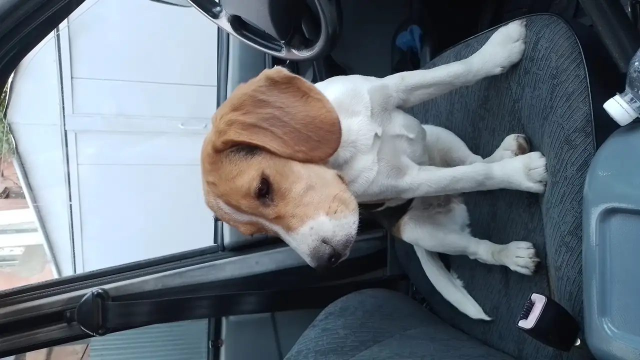 Бигль девочка 7,5 месяцев, фотография 3