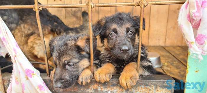 Щенки немецкой овчарки, фотография 3
