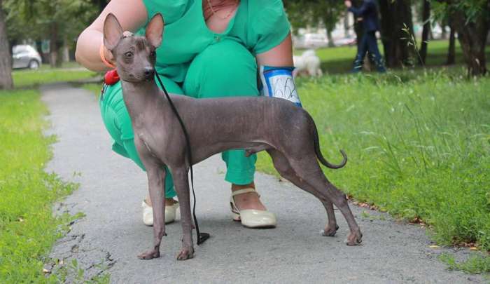 Ксолоитцкуинтли мексиканская голая собака щенок кобель, фотография 2