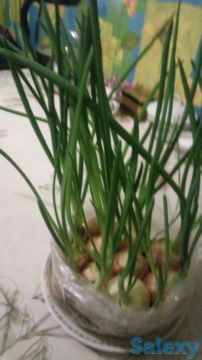 продам зеленый лук перо к НОВОМУ ГОДУ. 1 пакет 300 тг (в пакете 10-13 луковиц)., фотография 1