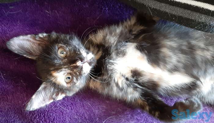 котенок срочно ищет дом, фотография 1