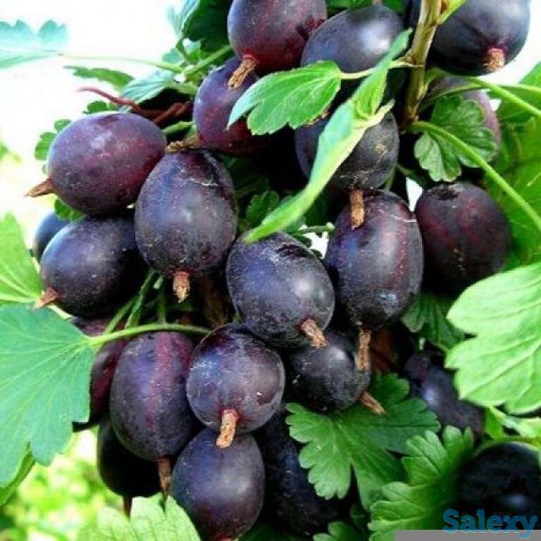 Саженец крыжовника 