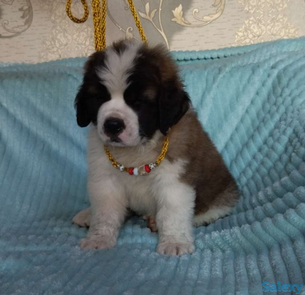 Щенки Сенбернара 1.5 мес, фотография 3