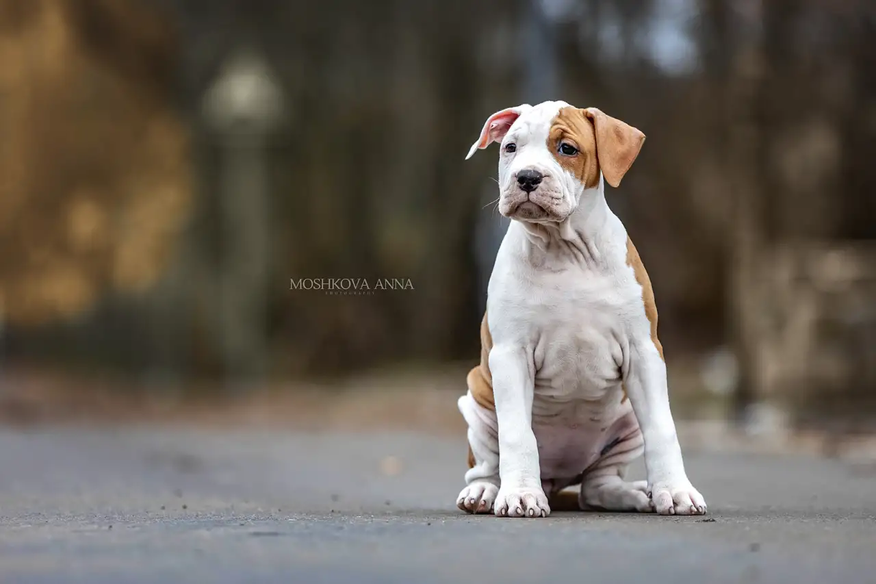 Американский стаффордширский терьер щенки продажа, фотография 1