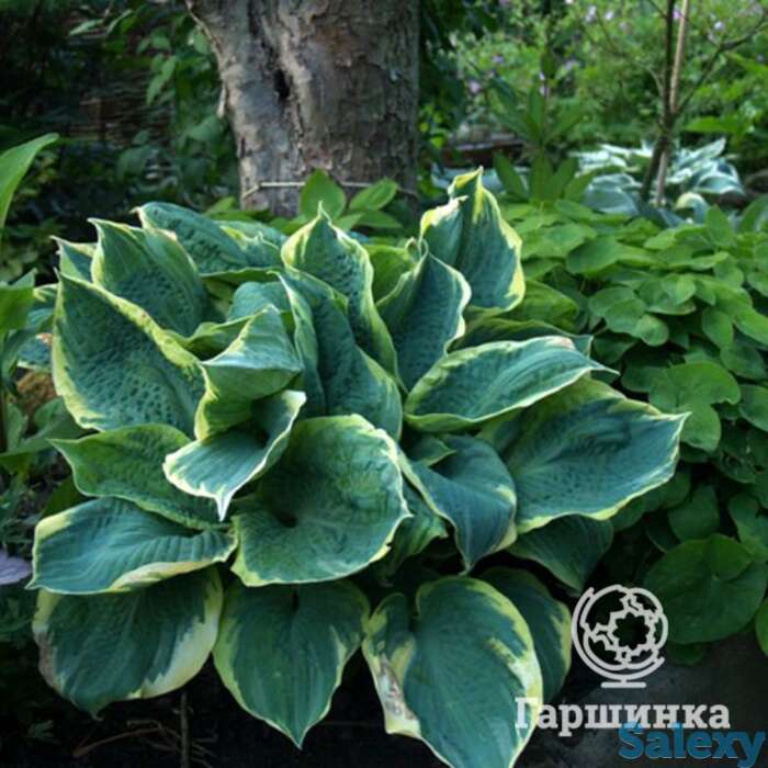 Хоста Пайзаз (SM), фотография 1