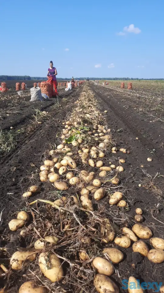 Картофель (товарной группы), фотография 3