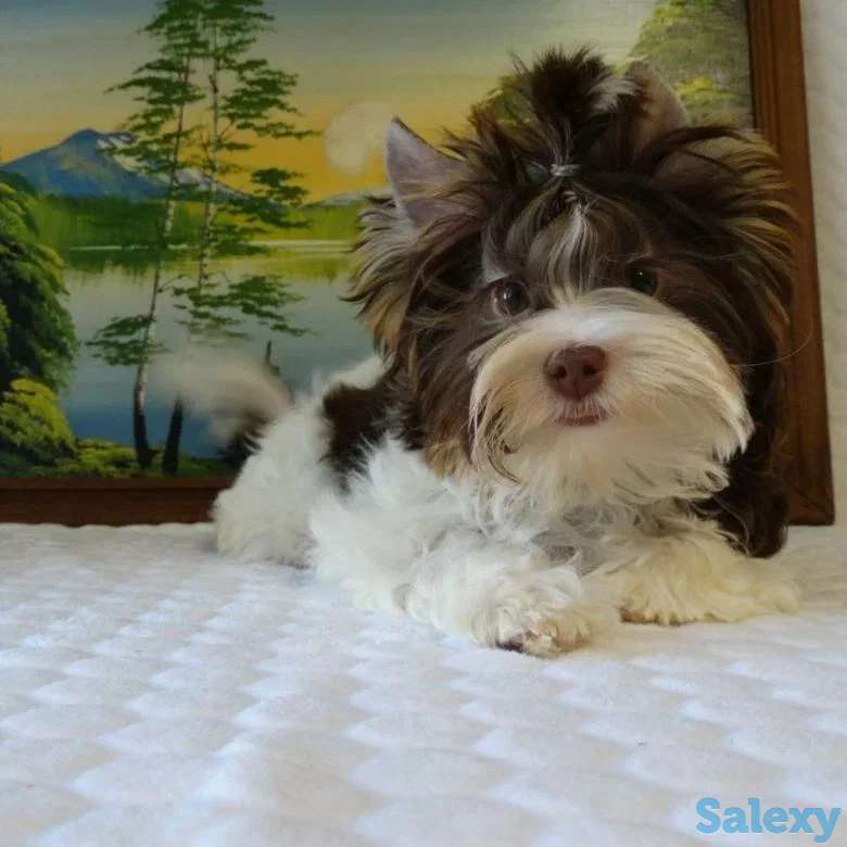 Щенки мини Бивер Йорка, фотография 4